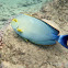 yellowfin surgeonfish