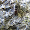 (Immature) Cockroach