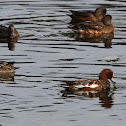 Eurasian Widgeon