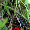 Ladybird Spider