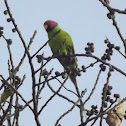 Plum-headed Parakeet