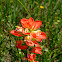 Indian Paintbrush