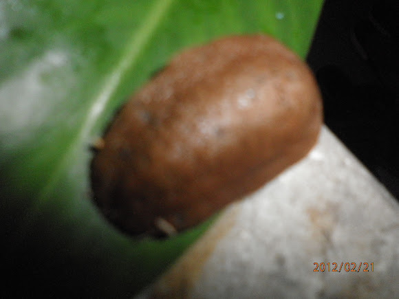 Spotting Image 1
