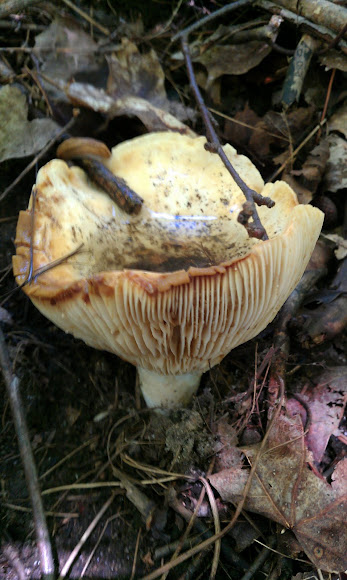 Spotting Image 1