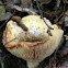 Short-stemmed Russula