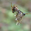 Spined Micrathena