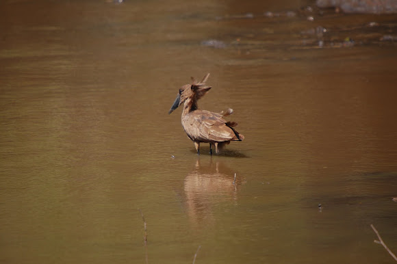 Spotting Image 1