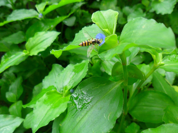Spotting Image 1