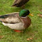 Mallard