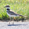 Killdeer