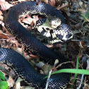 Black Kingsnake