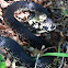 Black Kingsnake