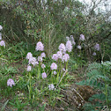 Palhacinhos