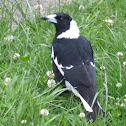 Australian Magpie