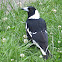 Australian Magpie