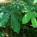 Pawpaw tree