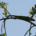 Carolina Anole