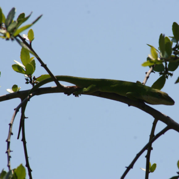 Spotting Image 1