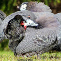 Helmeted Guineafowl