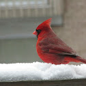 Northern Cardinal
