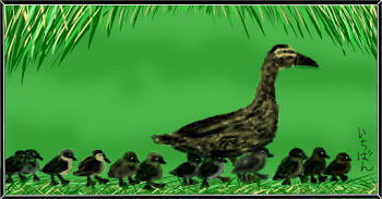 Baby ducklings