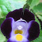Wishbone Flower