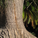 Pony Tail Palm