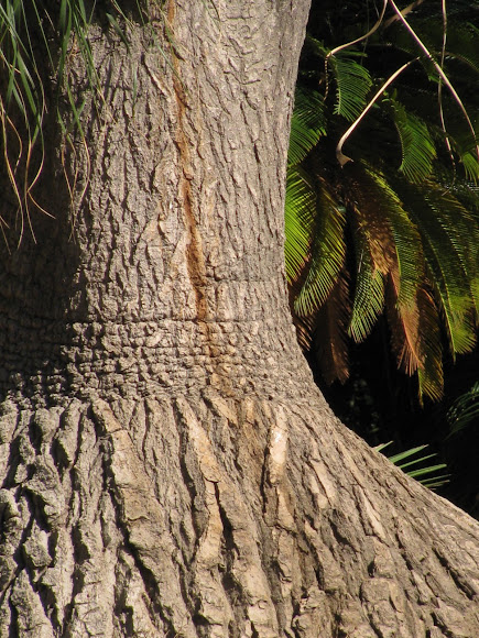 Spotting Image 1