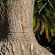 Pony Tail Palm