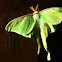 Luna moth