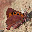 King Copper