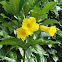 yellow bells