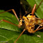 Crane Fly