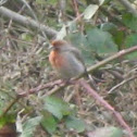 House Finch