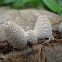 Shaggy Mane