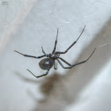 Black Widow