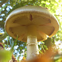 Death Cap/Groene knolamaniet