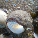 Strange sand ball