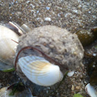 Strange sand ball