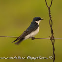 Golondrina ceja blanca (White-rumped swallow)