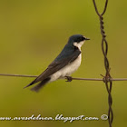 Golondrina ceja blanca (White-rumped swallow)