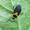 Mirid bug