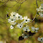Flowering Dogwood