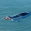 Harbour seal