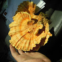 Chicken of the Woods