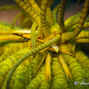 Feather Star Squat Lobster