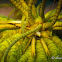 Feather Star Squat Lobster