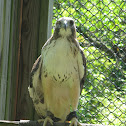 Red Tailed Hawk