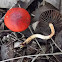Redlead roundhead