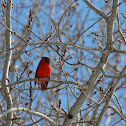 Northern Cardinal